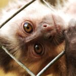 Curso de Captura e Contenção de Animais
