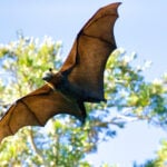 Programa Monitoramento Quirópteros (Morcegos)